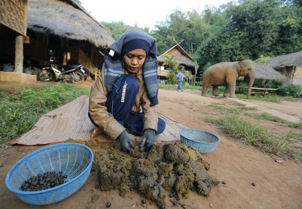 Picture 3 of The use of animal manure makes you fall back from shock