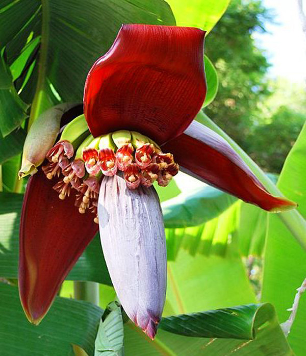 Picture 2 of The uses of banana flowers are not everyone knows