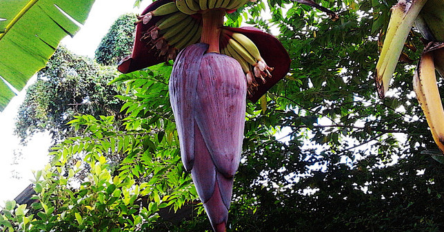 Picture 3 of The uses of banana flowers are not everyone knows