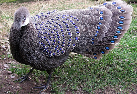 Picture 1 of The very beautiful 'special bird' of Vietnam