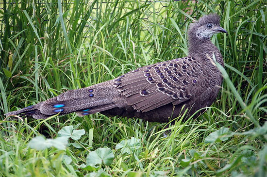 Picture 10 of The very beautiful 'special bird' of Vietnam
