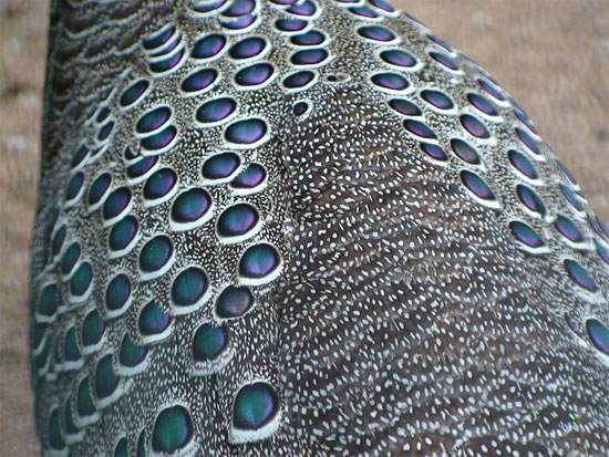 Picture 2 of The very beautiful 'special bird' of Vietnam