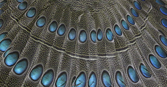Picture 3 of The very beautiful 'special bird' of Vietnam