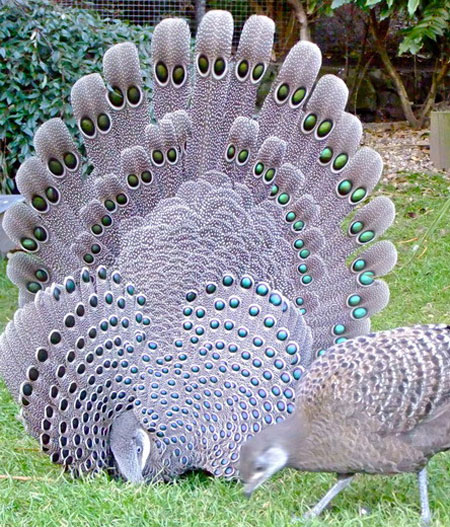 Picture 4 of The very beautiful 'special bird' of Vietnam