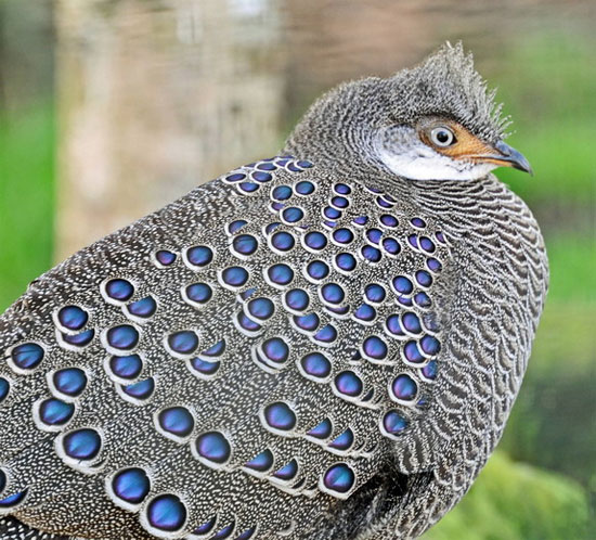 Picture 5 of The very beautiful 'special bird' of Vietnam
