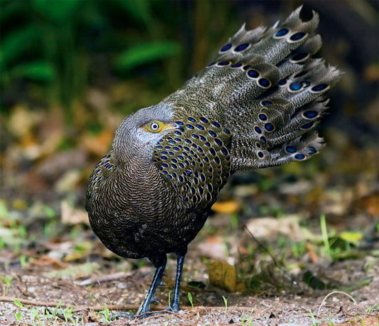 Picture 6 of The very beautiful 'special bird' of Vietnam