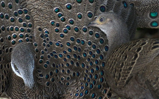 Picture 7 of The very beautiful 'special bird' of Vietnam
