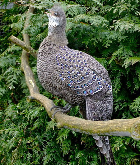 Picture 8 of The very beautiful 'special bird' of Vietnam
