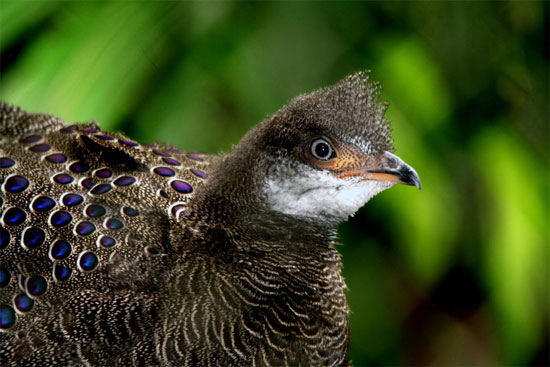 Picture 9 of The very beautiful 'special bird' of Vietnam