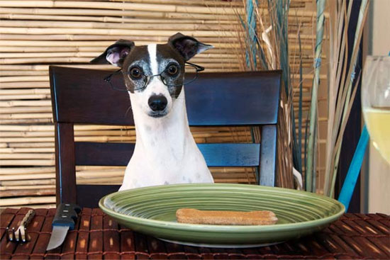 Picture 10 of The 'very' human characteristics of animals may not be known to you