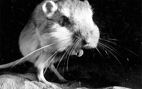 Picture 2 of The 'very' human characteristics of animals may not be known to you