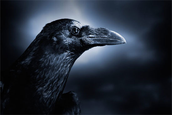 Picture 3 of The 'very' human characteristics of animals may not be known to you