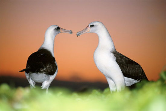 Picture 5 of The 'very' human characteristics of animals may not be known to you