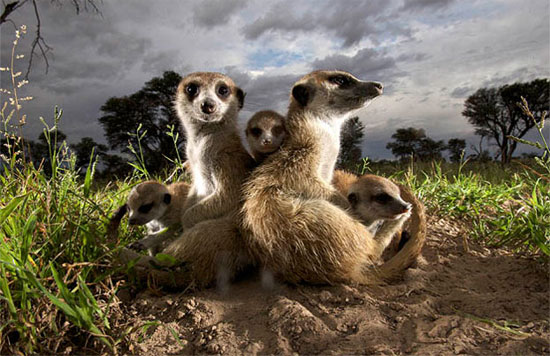 Picture 6 of The 'very' human characteristics of animals may not be known to you
