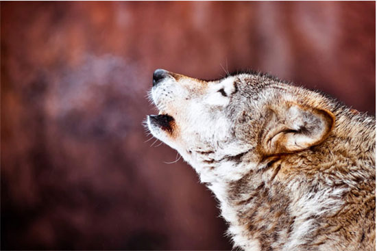 Picture 7 of The 'very' human characteristics of animals may not be known to you