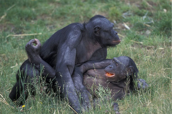 Picture 8 of The 'very' human characteristics of animals may not be known to you