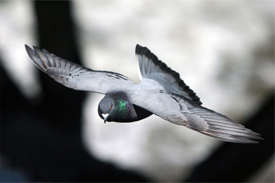 Picture 9 of The 'very' human characteristics of animals may not be known to you