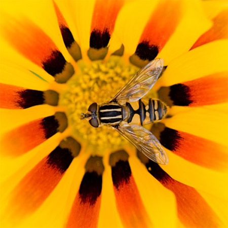 Picture 1 of The vibrant colors of nature