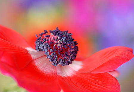 Picture 2 of The vibrant colors of nature