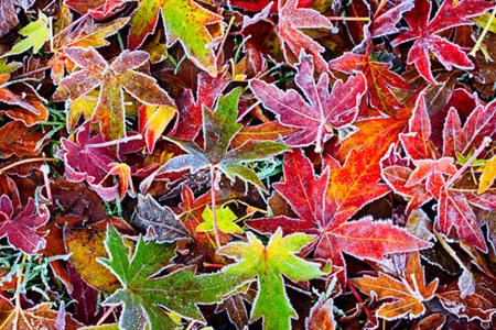 Picture 3 of The vibrant colors of nature