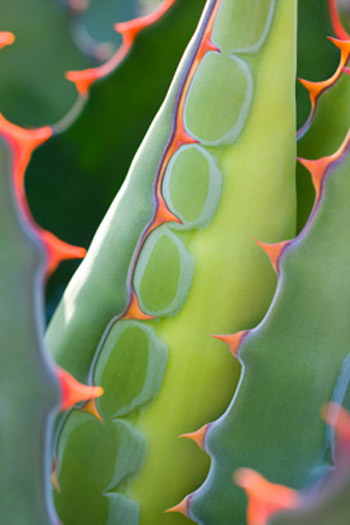 Picture 4 of The vibrant colors of nature