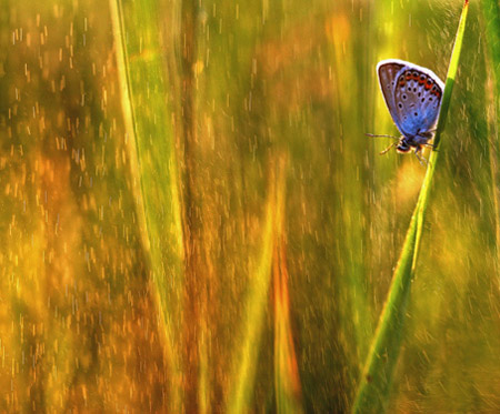 Picture 6 of The vibrant colors of nature