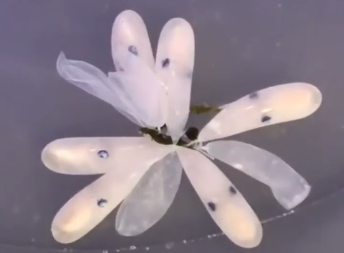 Picture 1 of The video of the octopus escapes the egg bag causing fever in the online community