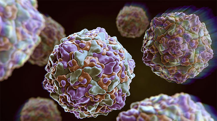 Picture 2 of The virus causes mild illness in adults, but the fetus has a heart defect