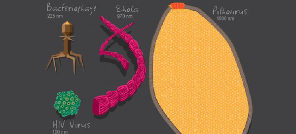 Picture 1 of The virus is a living creature and it shares its ancestors with modern cells