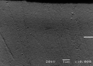Picture 2 of The vivid color of beetles can affect future light technology