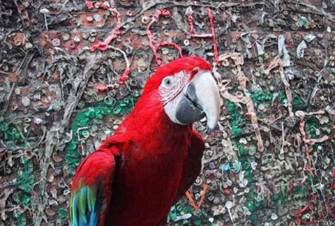 Picture 1 of The wall of gum is famous in America