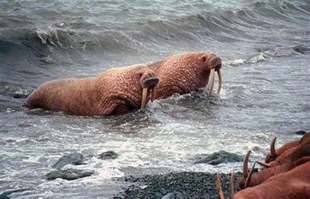 Picture 1 of The walrus fled because of the ice melt in the north pole