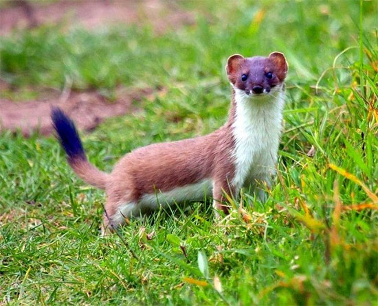 Picture 1 of The way of survival is the 'cunning plot' of animals