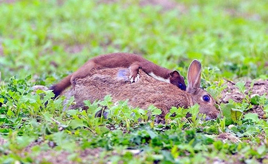Picture 2 of The way of survival is the 'cunning plot' of animals