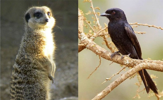 Picture 5 of The way of survival is the 'cunning plot' of animals
