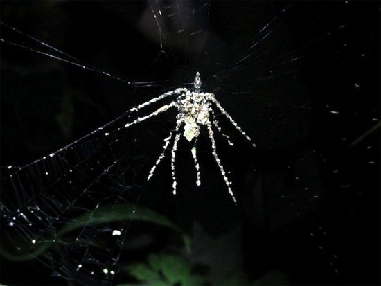 Picture 8 of The way of survival is the 'cunning plot' of animals