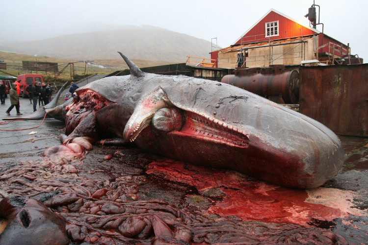 The way scientists preserve whale hearts weighs 200 kilograms images 4