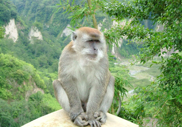 Picture 1 of The way the primates' brains look