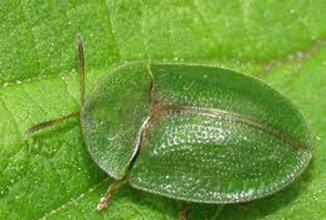 Picture 3 of The way to do that is the bizarre nature of beetles with a penis longer than the body