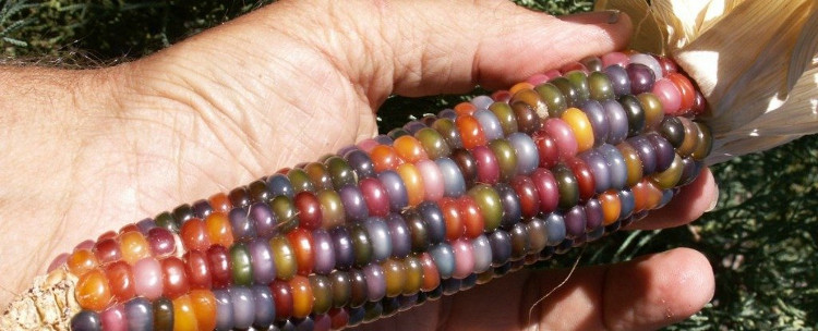 Picture 1 of The way to make corn is like a rainbow