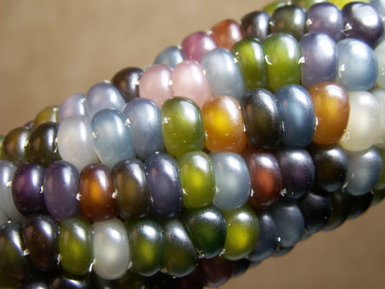 Picture 5 of The way to make corn is like a rainbow