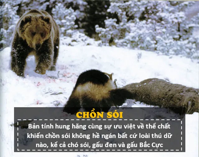 Picture 4 of The 'werewolf' 100% real version: Extraordinary, aggressive, attacks both polar bears