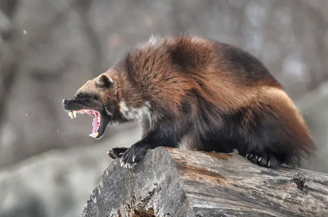 Picture 6 of The 'werewolf' 100% real version: Extraordinary, aggressive, attacks both polar bears