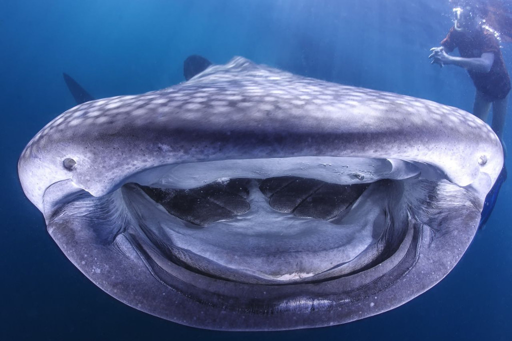 Picture 1 of The whale shark laughs at the camera