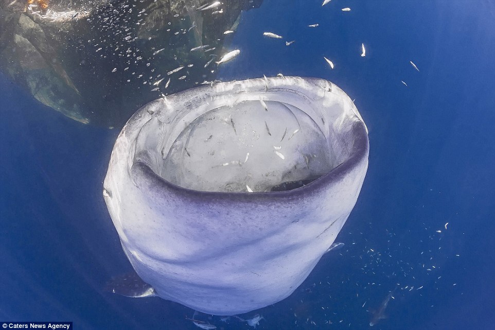 Picture 2 of The whale shark laughs at the camera