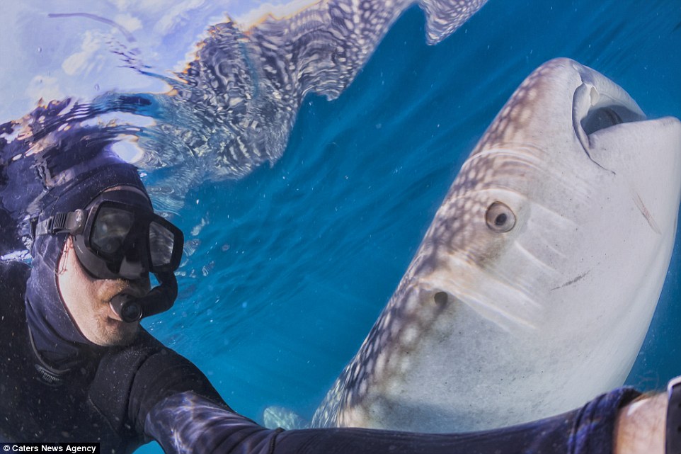 Picture 3 of The whale shark laughs at the camera