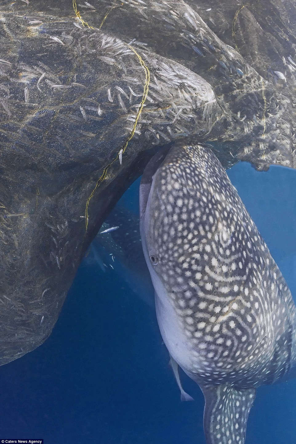 Picture 4 of The whale shark laughs at the camera