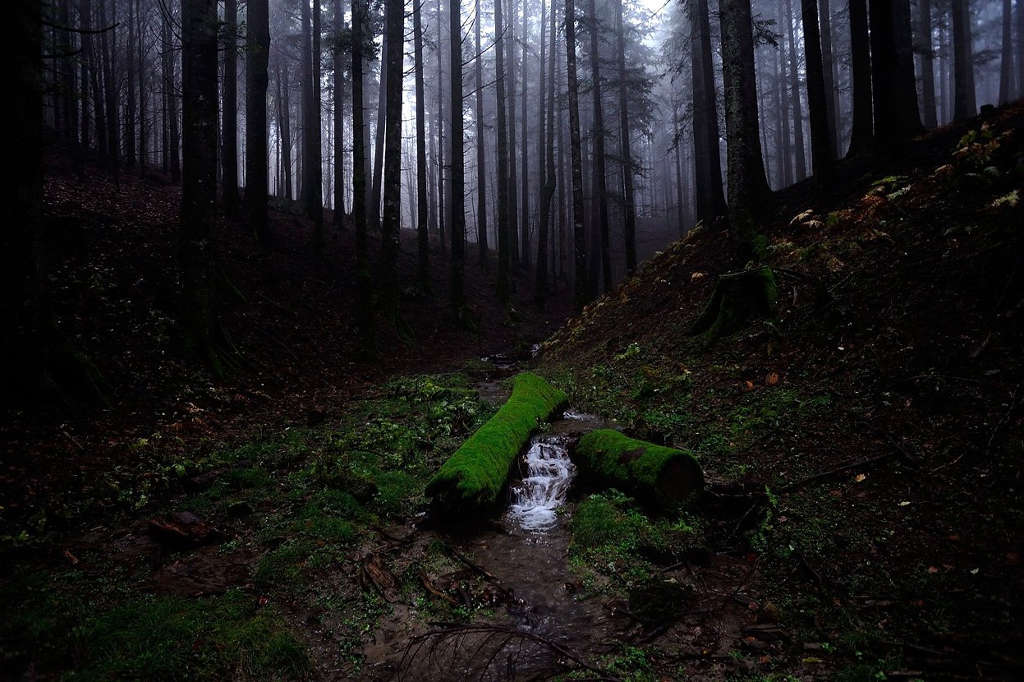 Picture 13 of The whisper of nature