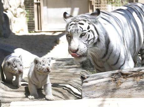 Picture 1 of The white tiger kept for the first time was born in Japan