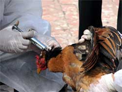 Picture 1 of The whole country has no bird flu